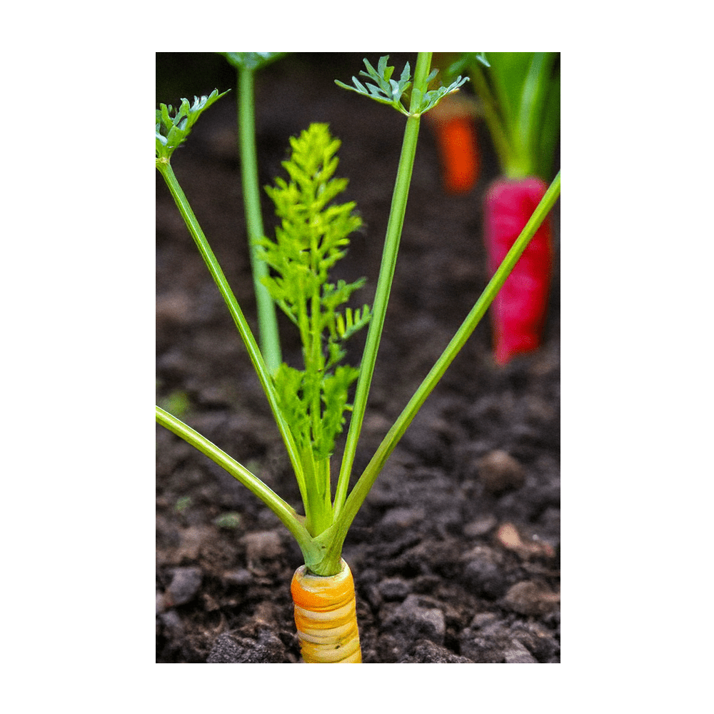 Rainbow Carrot seedlings growing in loose garden soil