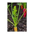 Rainbow Carrot Vegetable Seeds Packet - Chive Ceramics Studio - Seeds - Chive Ceramics Studio