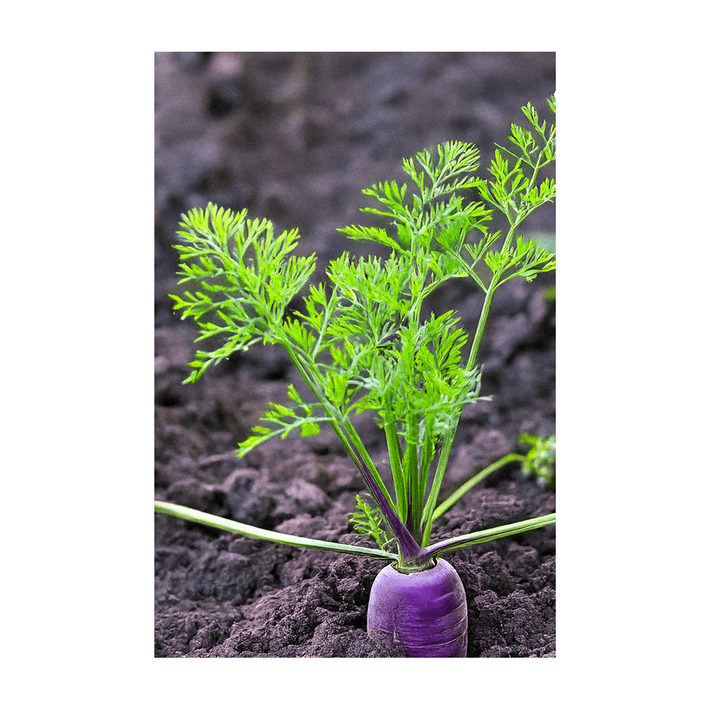 Rainbow Carrot seeds vacuum-sealed - Shido Seeds by Chive