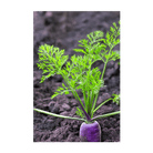 Rainbow Carrot Vegetable Seeds Packet - Chive Ceramics Studio - Seeds - Chive Ceramics Studio