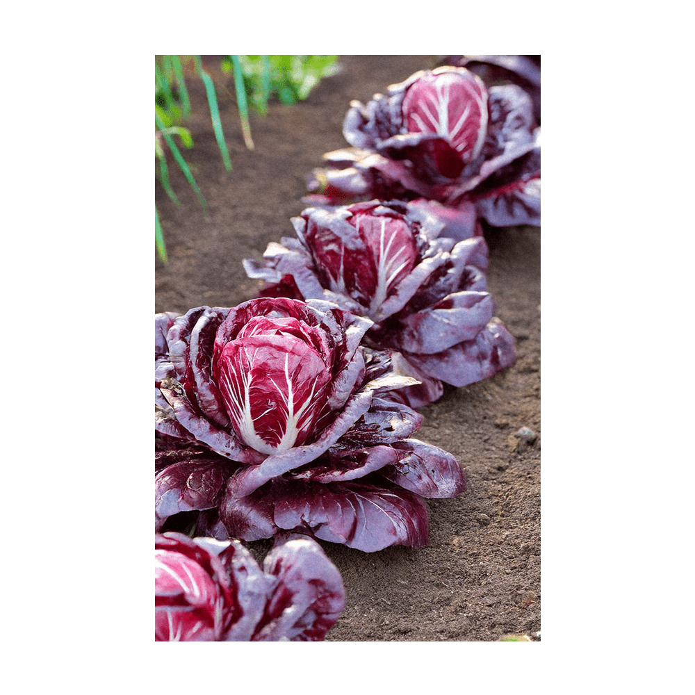 Radicchio seeds vacuum-sealed - Shido Seeds by Chive