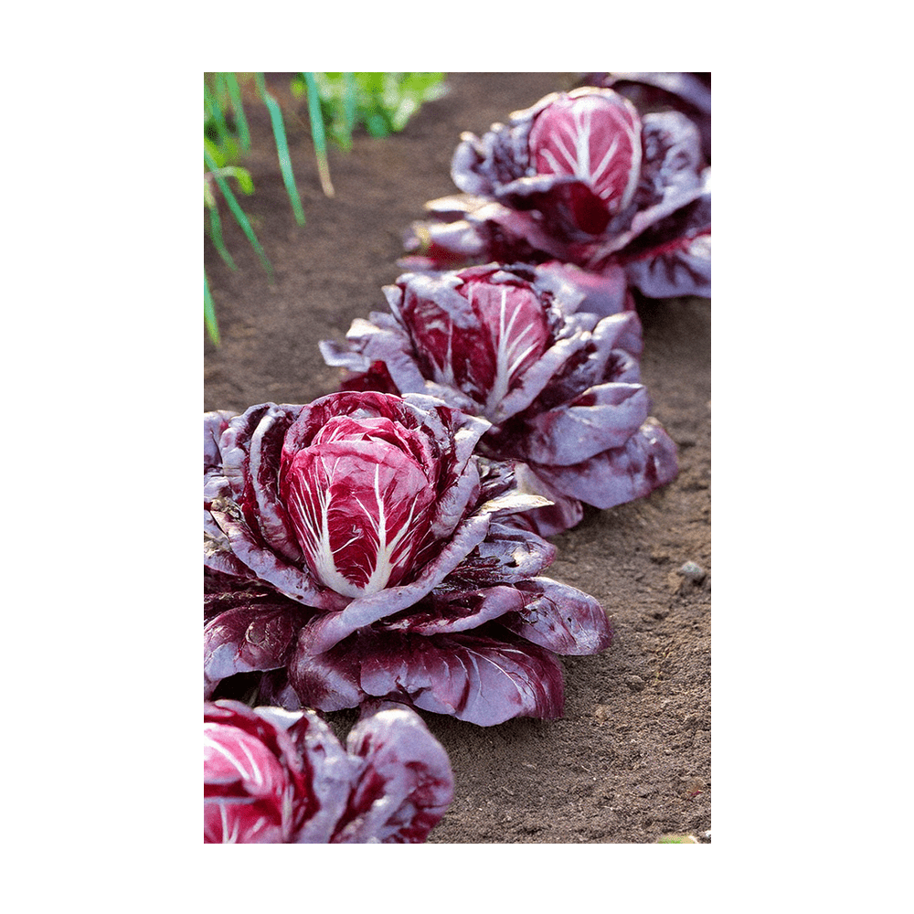 Radicchio Vegetable Seeds Packet - Chive Ceramics Studio - Seeds - Chive Ceramics Studio