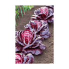 Radicchio Vegetable Seeds Packet - Chive Ceramics Studio - Seeds - Chive Ceramics Studio