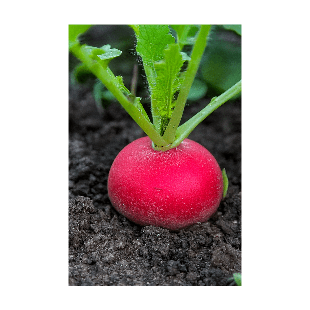Radish seeds vacuum-sealed - Shido Seeds by Chive