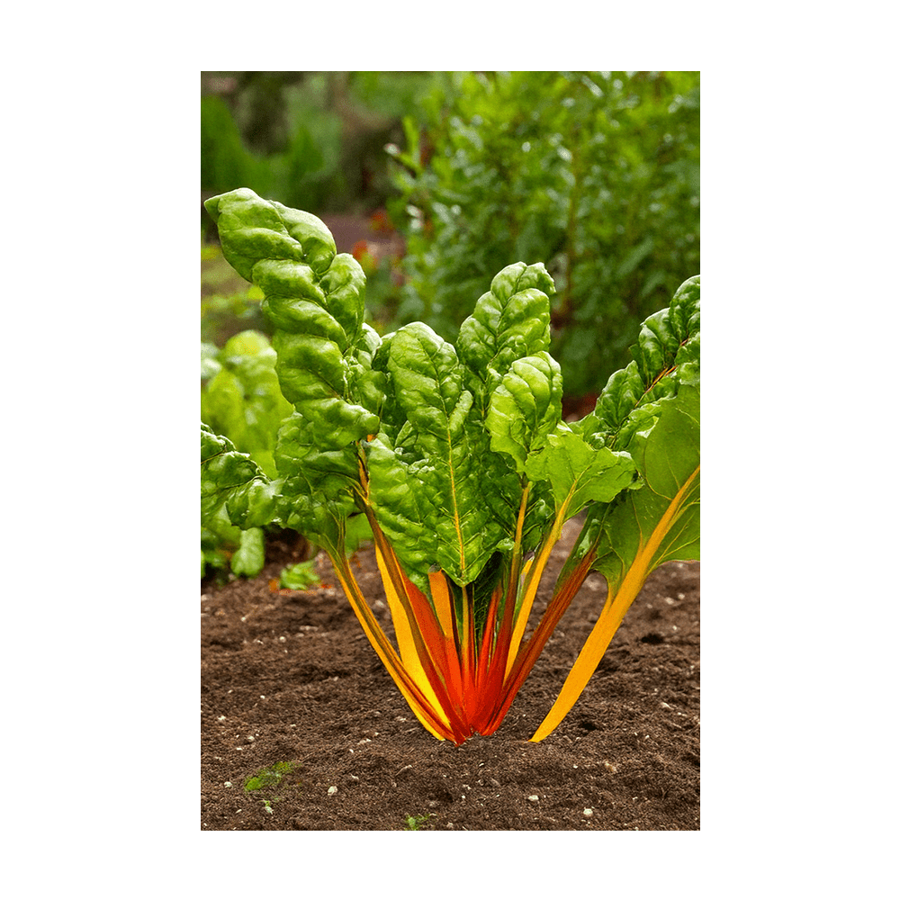 Rainbow Chard seeds vacuum-sealed - Shido Seeds by Chive