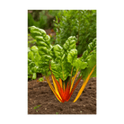 Rainbow Chard Vegetable Seeds Packet - Chive Ceramics Studio - Seeds - Chive Ceramics Studio