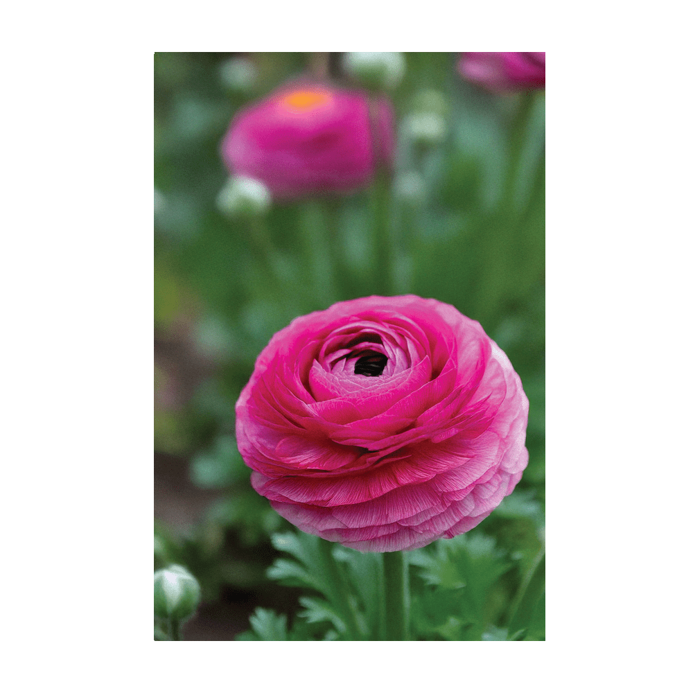 Ranunculus seeds vacuum-sealed - Shido Seeds by Chive
