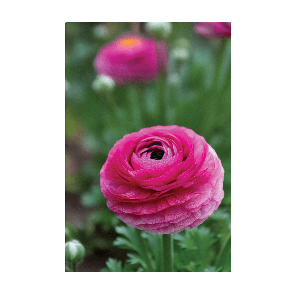 Ranunculus Flower Seeds Packet - Chive Ceramics Studio - Seeds - Chive Ceramics Studio