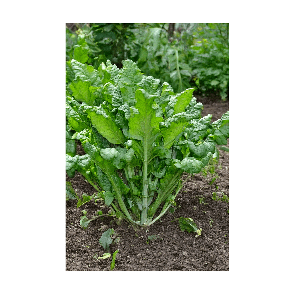 planting rapini seeds Rapini Vegetable Seeds | Non-GMO, Vacuum-Sealed