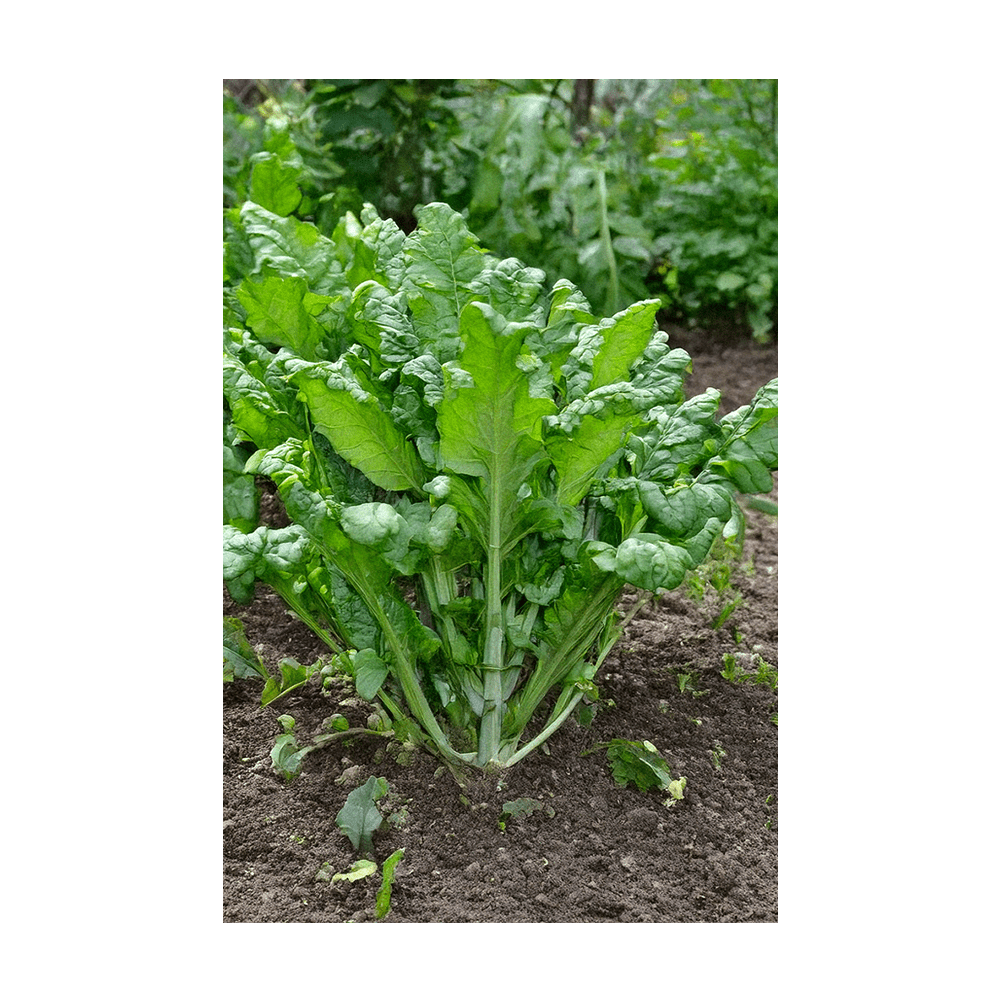 Rapini Vegetable Seeds Packet - Chive Ceramics Studio - Seeds - Chive Ceramics Studio