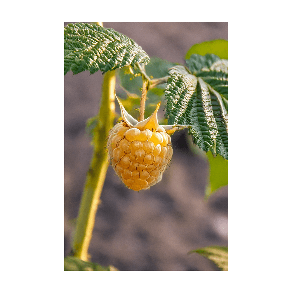 Fall Gold raspberry seeds in hermetically sealed packet