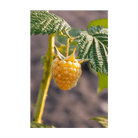 Raspberry Fall Gold Flower Seeds Packet - Chive Ceramics Studio - Seeds - Chive Ceramics Studio