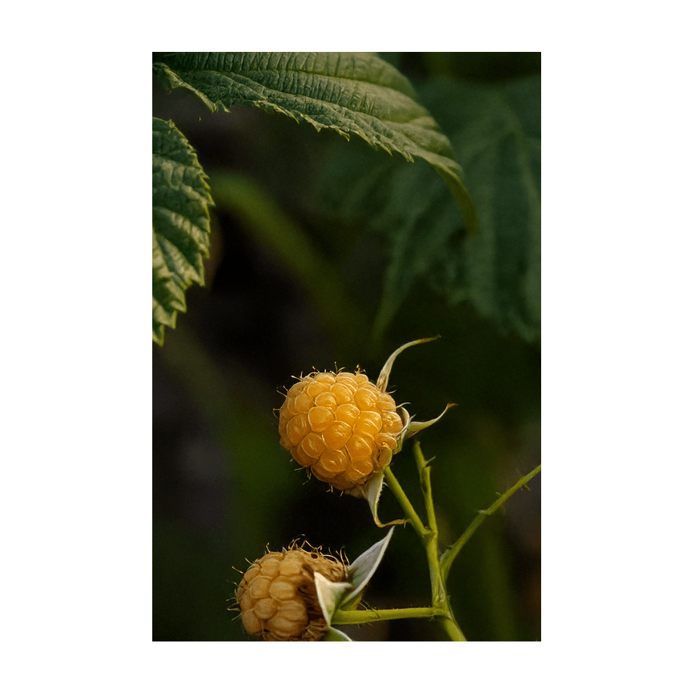 Raspberry Fall Gold canes with fruit - Shido Seeds by Chive