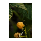 Raspberry Fall Gold Flower Seeds Packet - Chive Ceramics Studio - Seeds - Chive Ceramics Studio