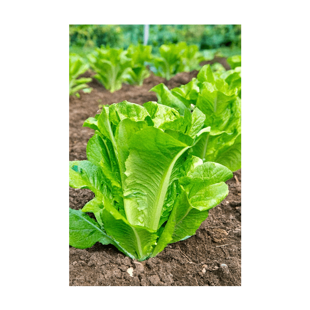 romaine lettuce seed planting Romaine Lettuce Vegetable Seeds | Non-GMO, Vacuum-Sealed