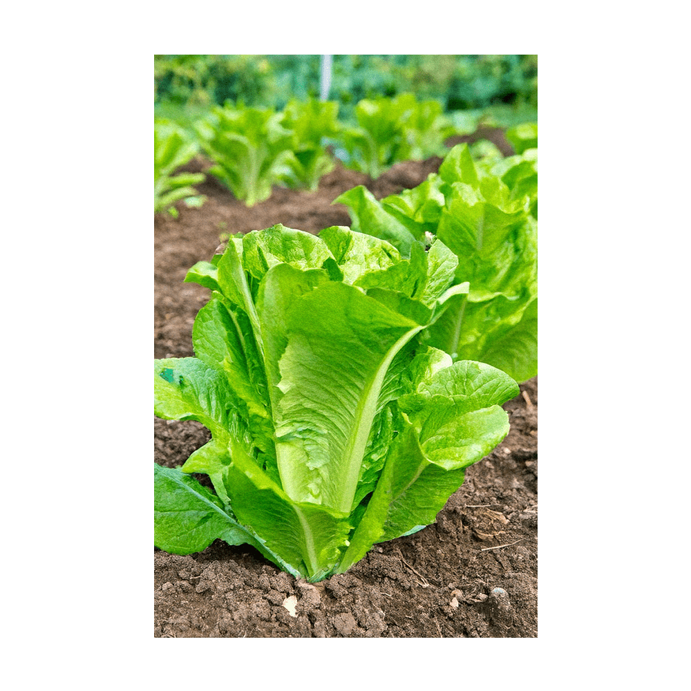 Romaine Lettuce Vegetable Seeds Packet - Chive Ceramics Studio - Seeds - Chive Ceramics Studio