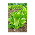 Romaine Lettuce Vegetable Seeds Packet - Chive Ceramics Studio - Seeds - Chive Ceramics Studio