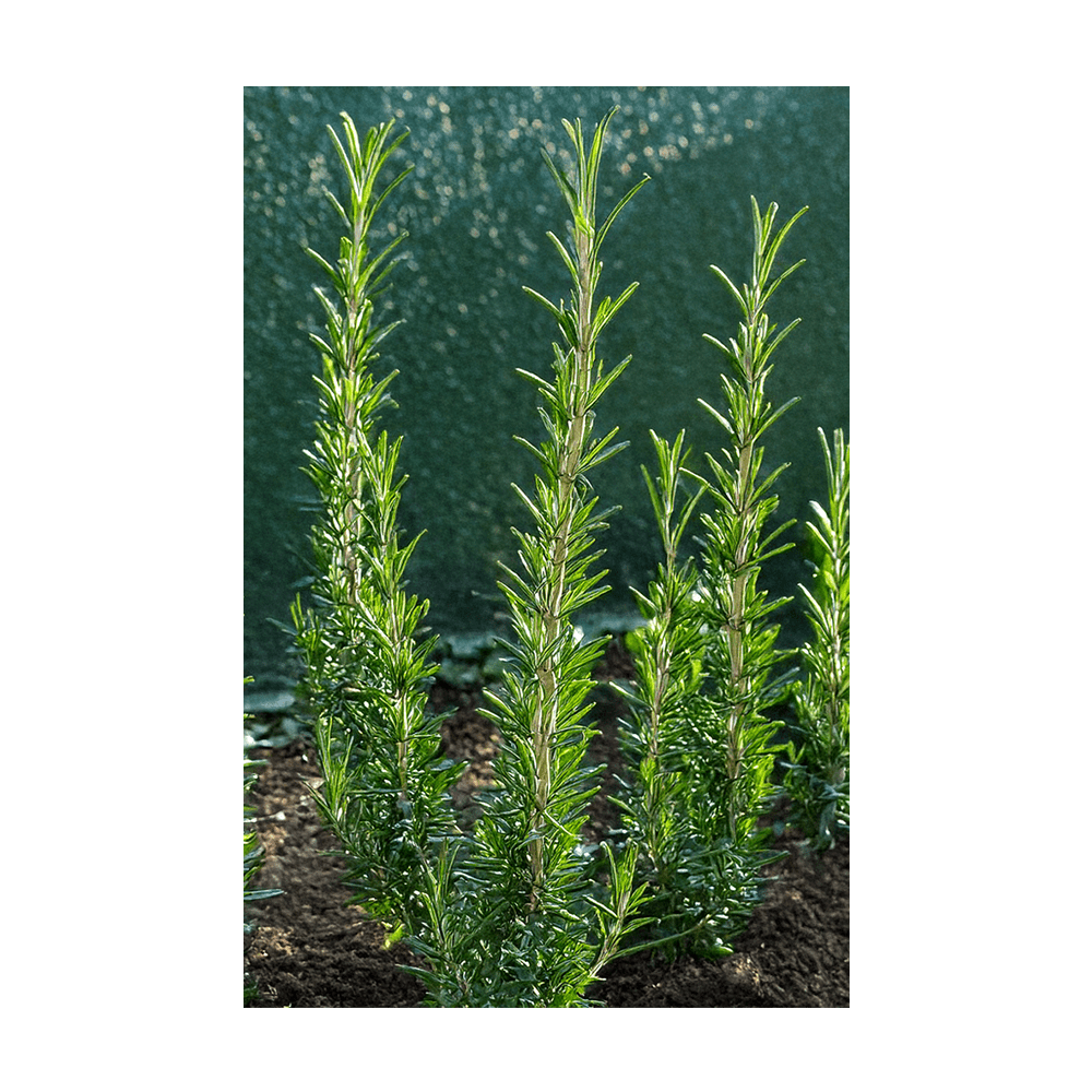 Shido Seeds Oregano Herb Seeds - Thumbnail 2
