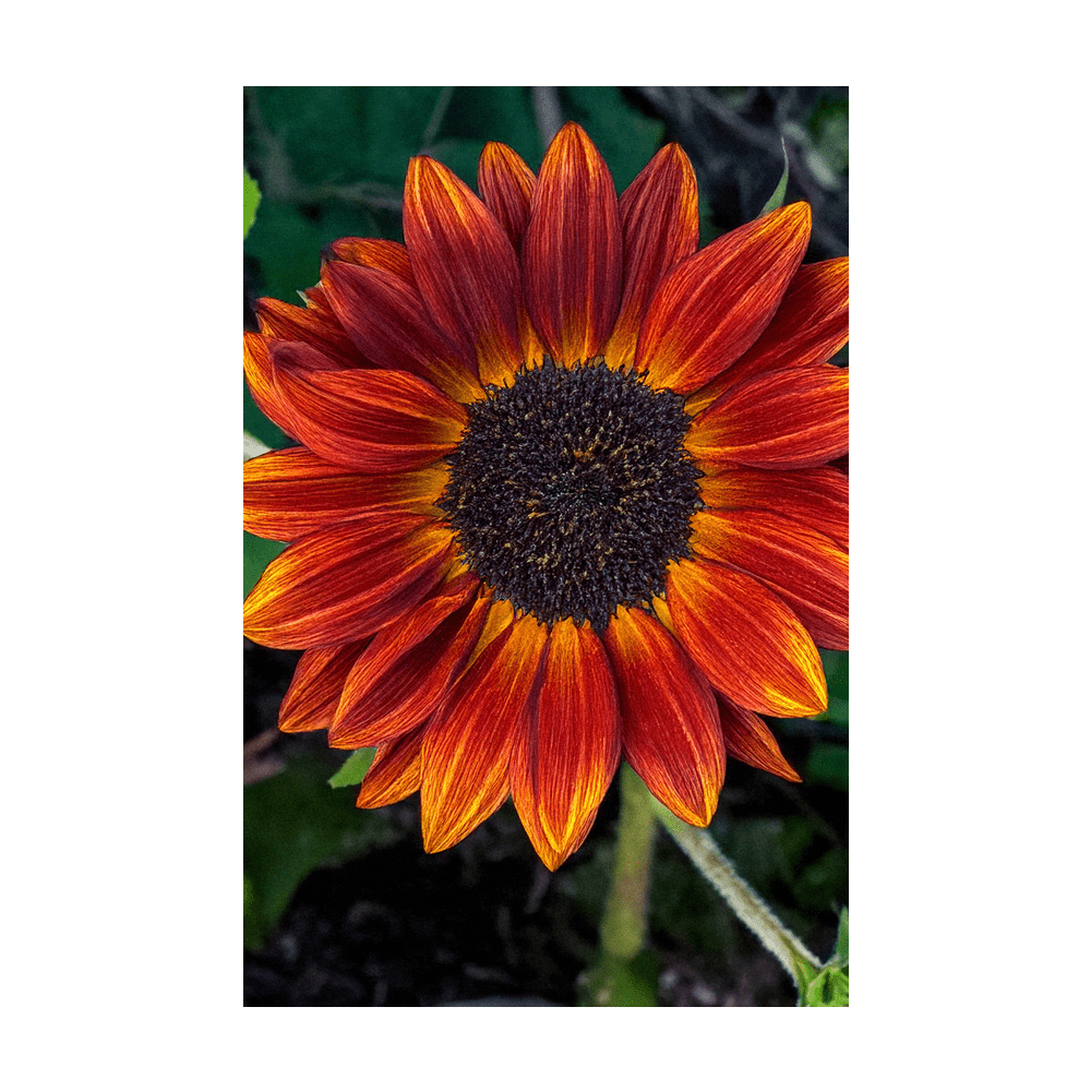Red Sunflower seeds vacuum-sealed - Shido Seeds by Chive