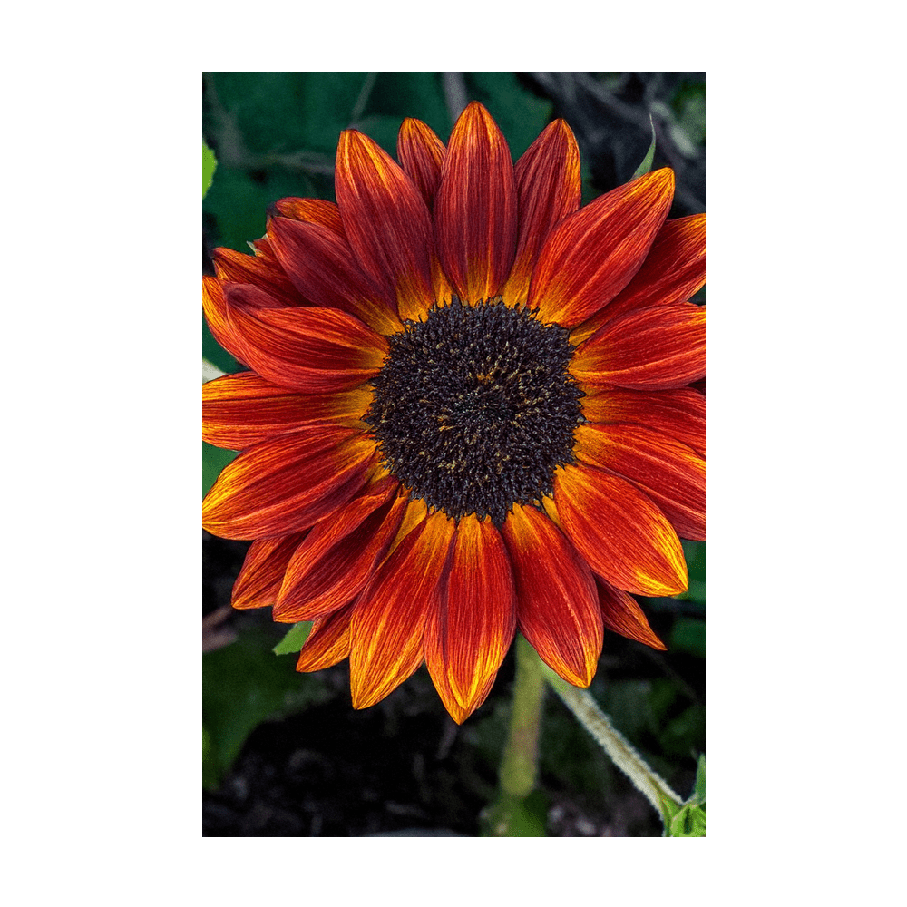 Red Sunflower Flower Seeds Packet - Chive Ceramics Studio - Seeds - Chive Ceramics Studio