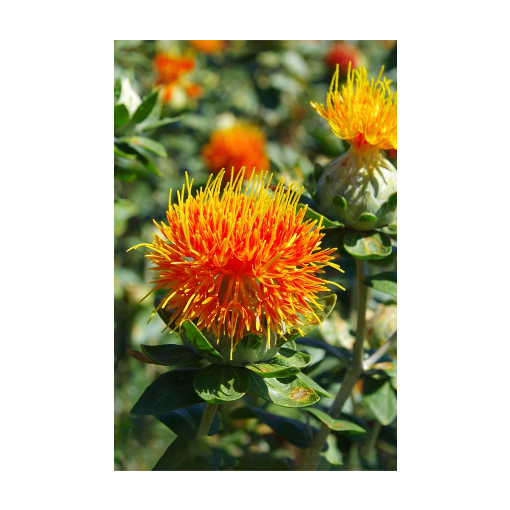 Safflower seeds vacuum-sealed - Shido Seeds by Chive