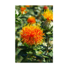 Safflower Flower Seeds Packet - Chive Ceramics Studio - Seeds - Chive Ceramics Studio