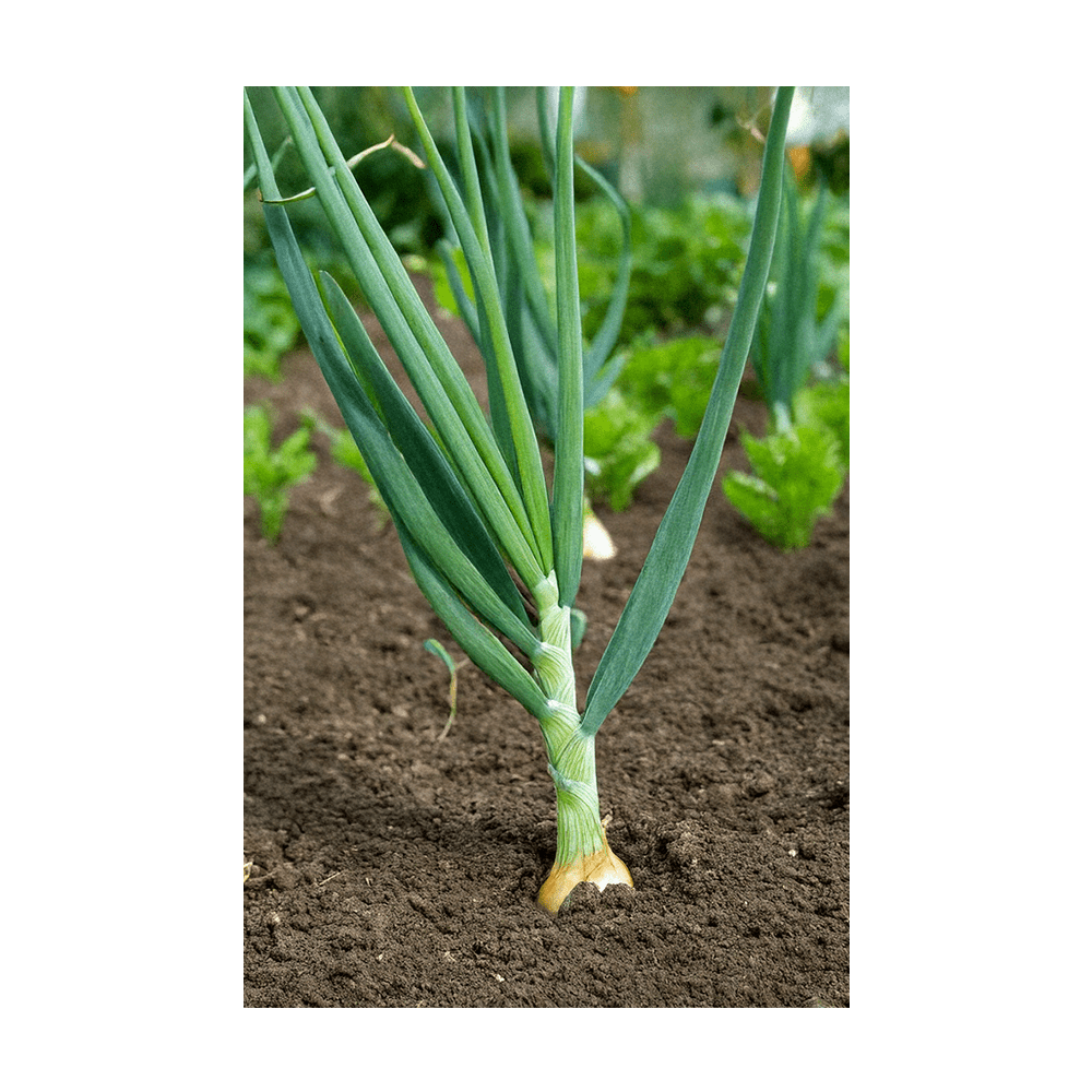 Scallions seeds vacuum-sealed - Shido Seeds by Chive