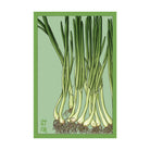 Scallions Vegetable Seeds Packet - Chive Ceramics Studio - Seed Collection - Chive Ceramics Studio