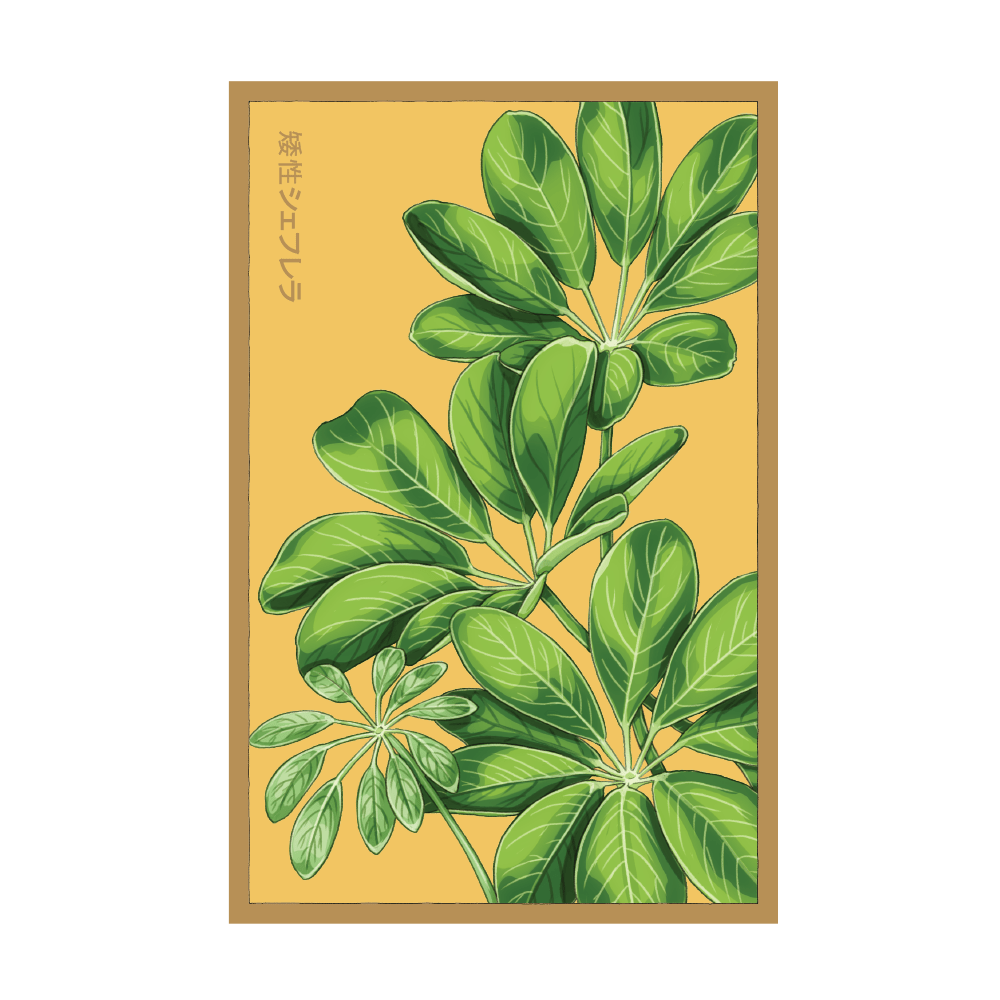 Dwarf Schefflera indoor seed packet - Shido Seeds non-GMO vacuum-sealed woodblock design