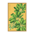 Dwarf Schefflera Indoor Seeds Packet - Chive Ceramics Studio - Seeds - Chive Ceramics Studio