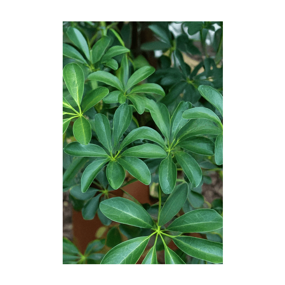 Dwarf Schefflera seeds in hermetically sealed Shido packet