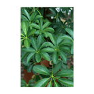 Dwarf Schefflera Indoor Seeds Packet - Chive Ceramics Studio - Seeds - Chive Ceramics Studio
