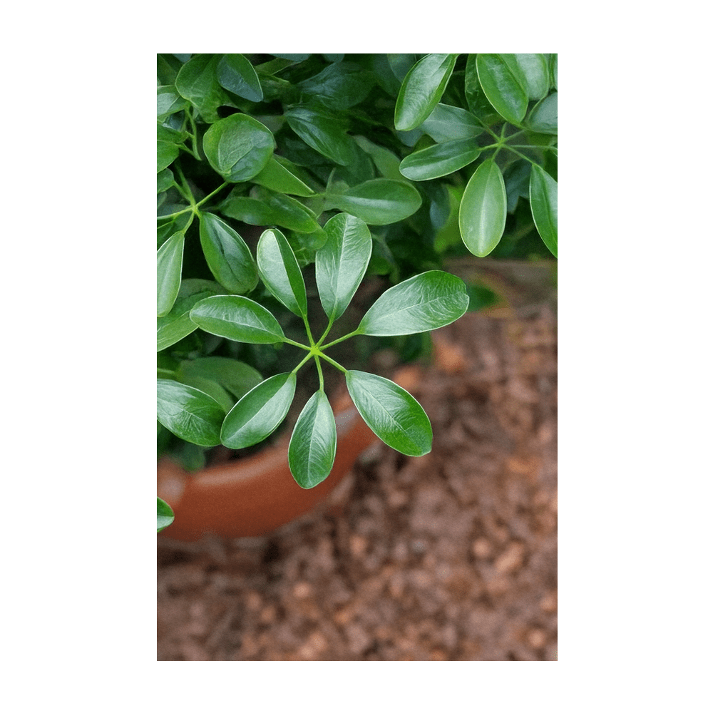 Dwarf Schefflera mature plant in ceramic pot - Shido Seeds by Chive