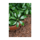 Dwarf Schefflera Indoor Seeds Packet - Chive Ceramics Studio - Seeds - Chive Ceramics Studio