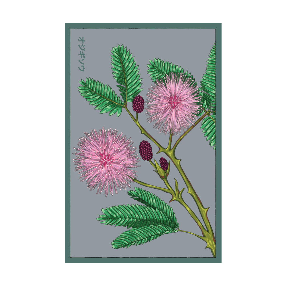 Sensitive Plant seed packet - Shido Seeds non-GMO vacuum-sealed woodblock design