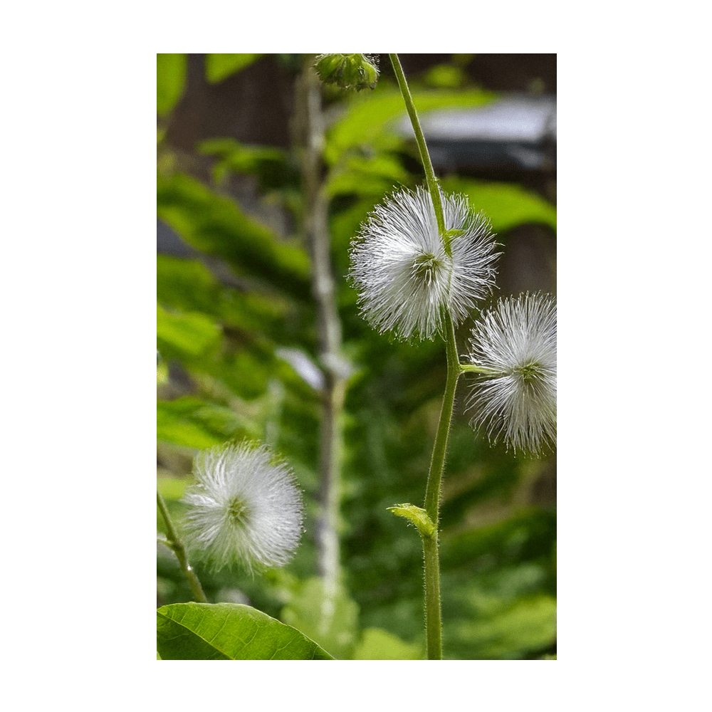 Sensitive Plant with pink fluffy flowers in bloom