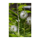 Sensitive Plant Flower Seeds Packet - Chive Ceramics Studio - Seeds - Chive Ceramics Studio