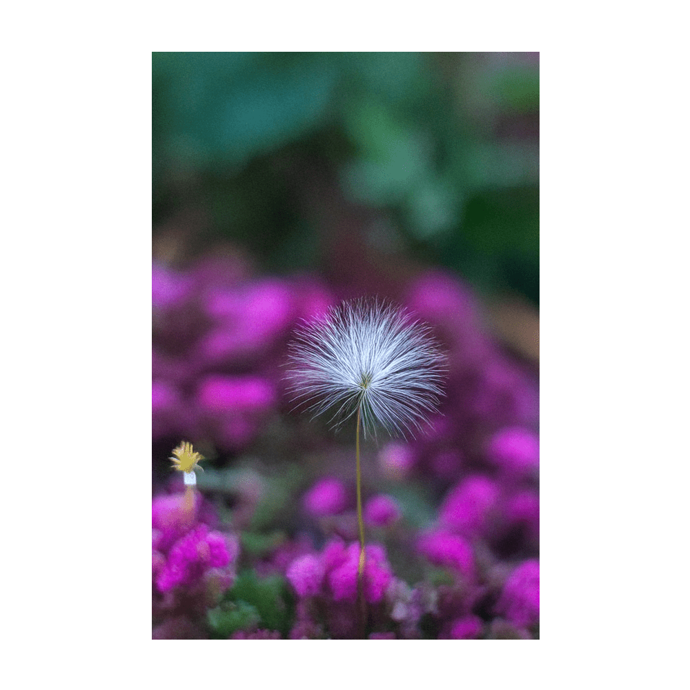 Sensitive Plant seeds in hermetically sealed packet - Shido Seeds by Chive