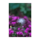 Sensitive Plant Flower Seeds Packet - Chive Ceramics Studio - Seeds - Chive Ceramics Studio