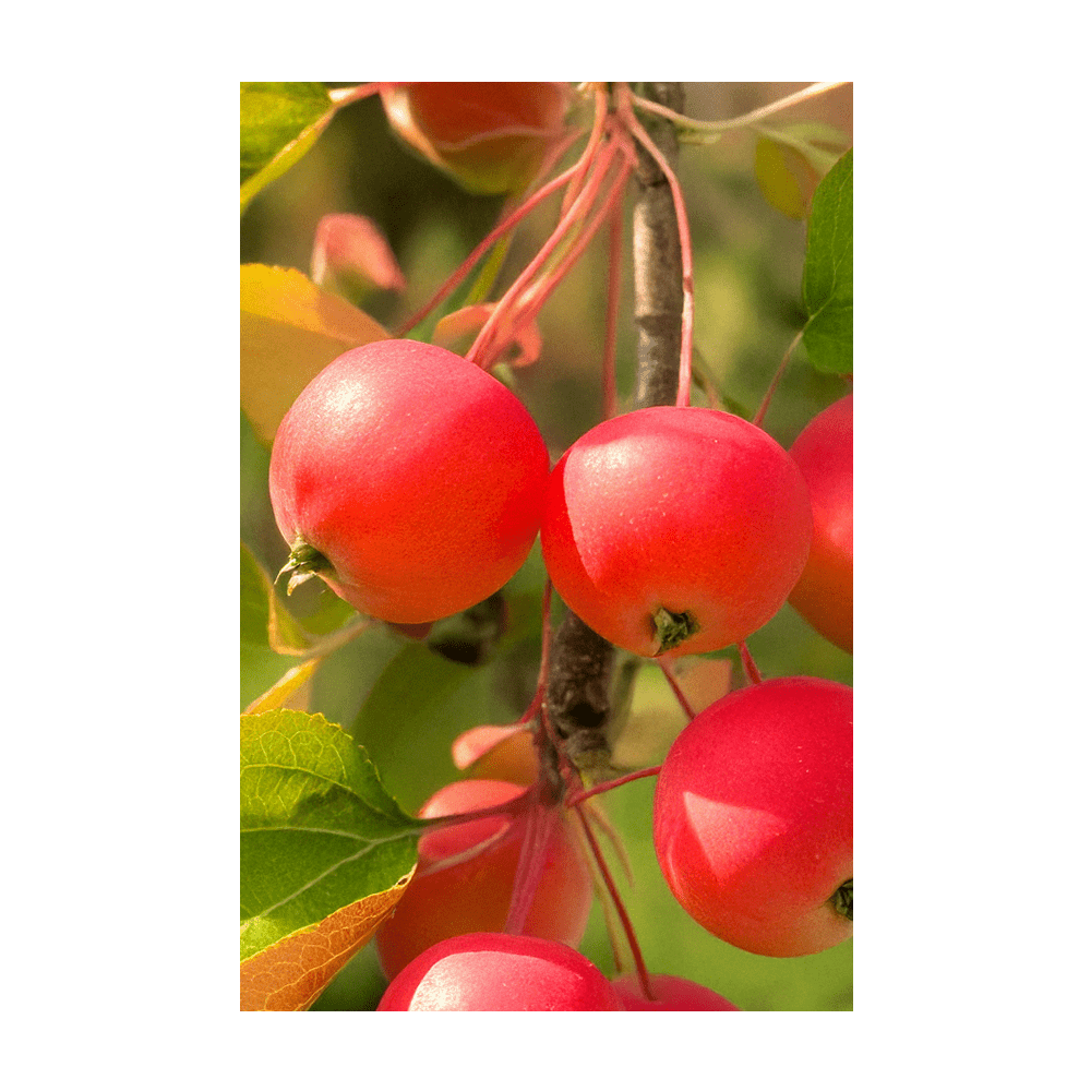 Siberian Crabapple small red autumn fruits on branches