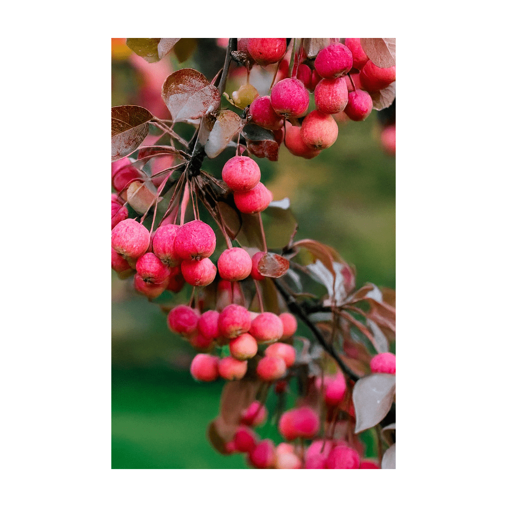 Siberian Crabapple Flower Seeds Packet - Chive Ceramics Studio - Seeds - Chive Ceramics Studio