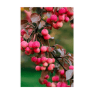 Siberian Crabapple Flower Seeds Packet - Chive Ceramics Studio - Seeds - Chive Ceramics Studio