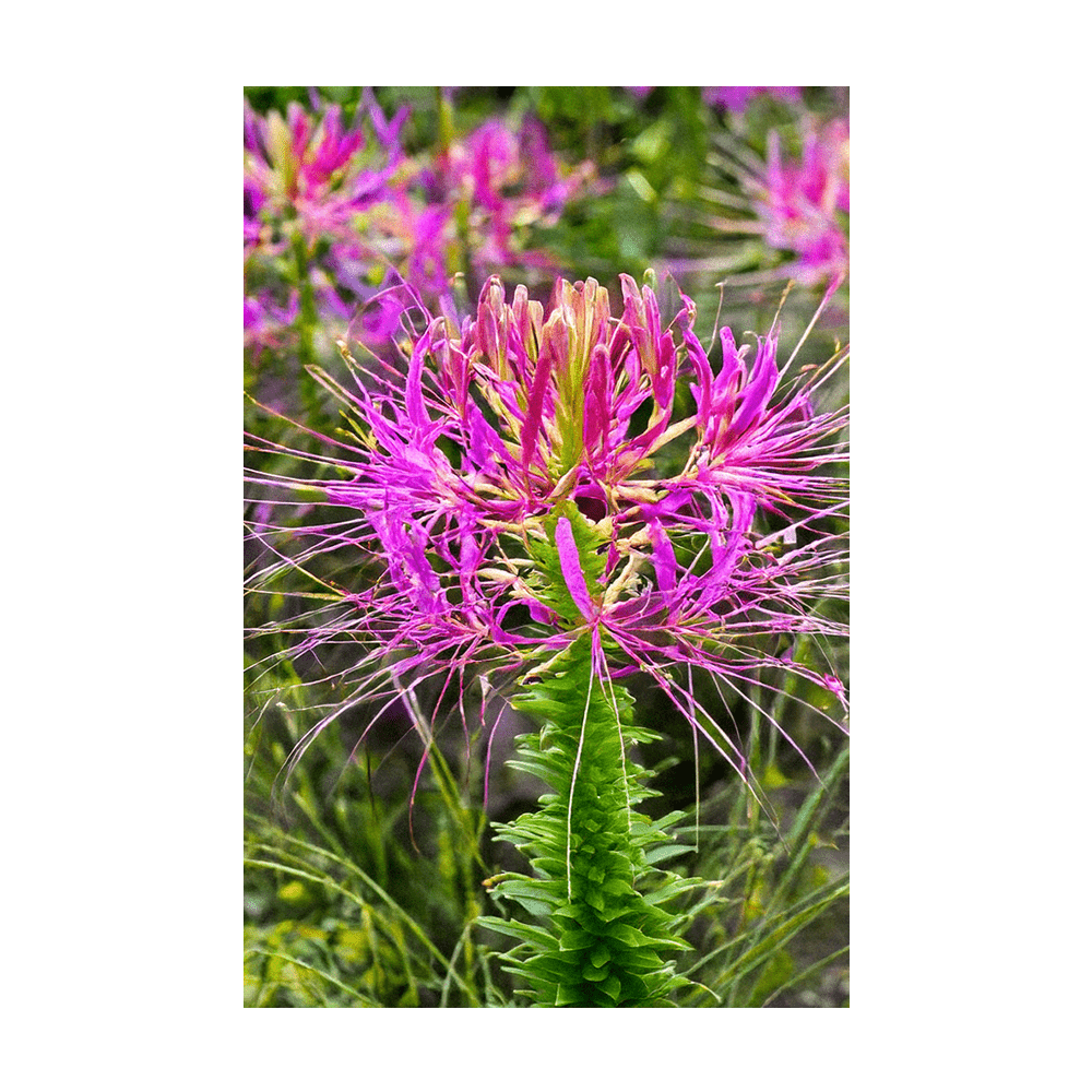 Spiderflower seeds vacuum-sealed - Shido Seeds by Chive