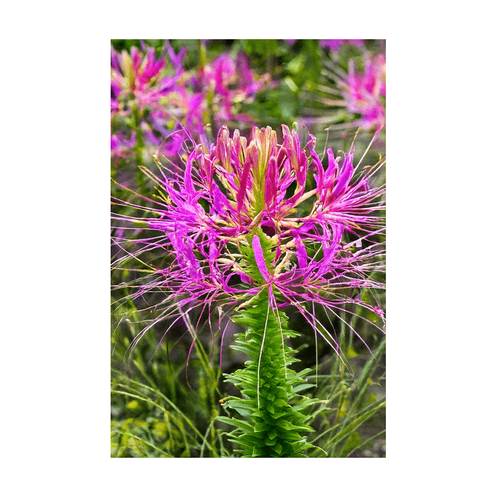 Spiderflower Flower Seeds Packet - Chive Ceramics Studio - Seeds - Chive Ceramics Studio