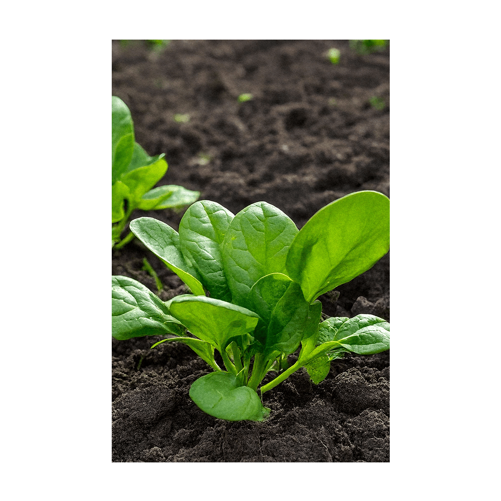 Spinach seeds vacuum-sealed - Shido Seeds by Chive