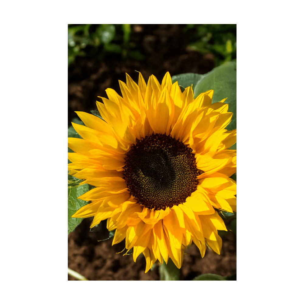 Sunflower seeds vacuum-sealed - Shido Seeds by Chive