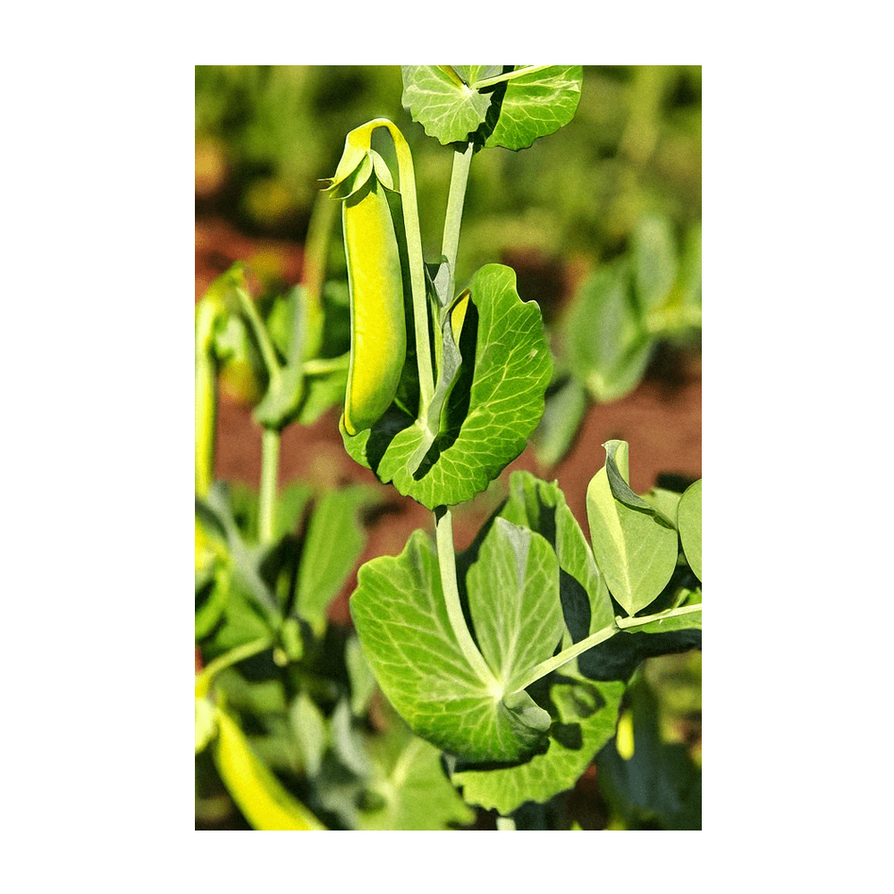 Sugar Snap Pea plant climbing support in spring garden