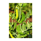 Sugar Snap Pea plant climbing support in spring garden