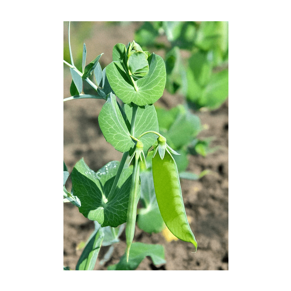 Sugar Snap Pea seeds vacuum-sealed - Shido Seeds by Chive