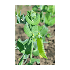 Sugar Snap Pea seeds vacuum-sealed - Shido Seeds by Chive